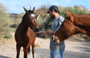 argentina-horse-volunteer-and-animal-sanctuary15