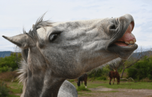 argentina-horse-volunteer-and-animal-sanctuary20