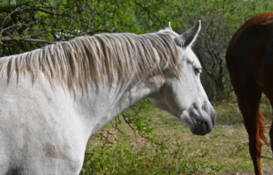 argentina-horse-volunteer-and-animal-sanctuary26