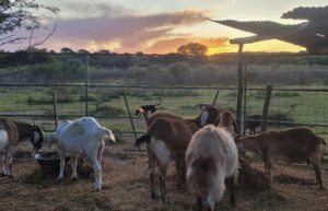 argentina-horse-volunteer-and-animal-sanctuary27