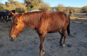 argentina-horse-volunteer-and-animal-sanctuary3