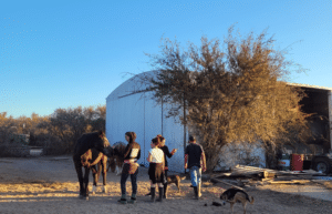 argentina-horse-volunteer-and-animal-sanctuary30