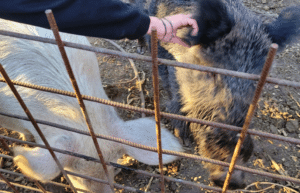 argentina-horse-volunteer-and-animal-sanctuary33