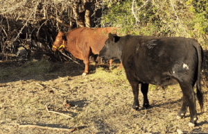 argentina-horse-volunteer-and-animal-sanctuary35