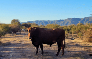 argentina-horse-volunteer-and-animal-sanctuary36