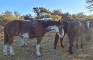 argentina-horse-volunteer-and-animal-sanctuary4