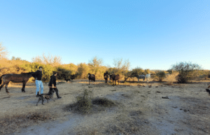 argentina-horse-volunteer-and-animal-sanctuary5