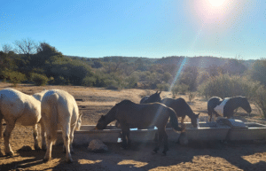 argentina-horse-volunteer-and-animal-sanctuary7