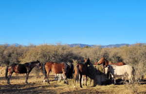 argentina-horse-volunteer-and-animal-sanctuary9