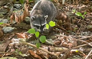 costa-rica-family-friendly-wildlife-volunteering-on-the-pacific-coast-16