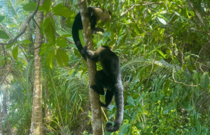 costa-rica-family-friendly-wildlife-volunteering-on-the-pacific-coast-19