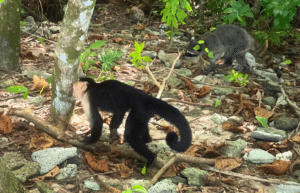 costa-rica-family-friendly-wildlife-volunteering-on-the-pacific-coast-20