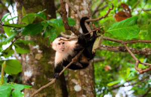 costa-rica-family-friendly-wildlife-volunteering-on-the-pacific-coast-3