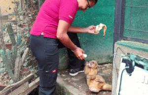 guatamala-tropical-wildlife-rescue-cente-1