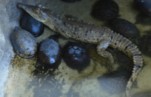 guatamala-tropical-wildlife-rescue-cente-10