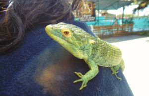 guatamala-tropical-wildlife-rescue-cente-3