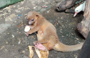 guatamala-tropical-wildlife-rescue-cente-31