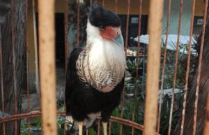 guatamala-tropical-wildlife-rescue-cente-34