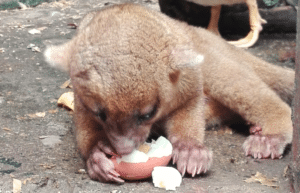 guatamala-tropical-wildlife-rescue-cente-35