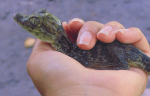 guatamala-tropical-wildlife-rescue-cente-5