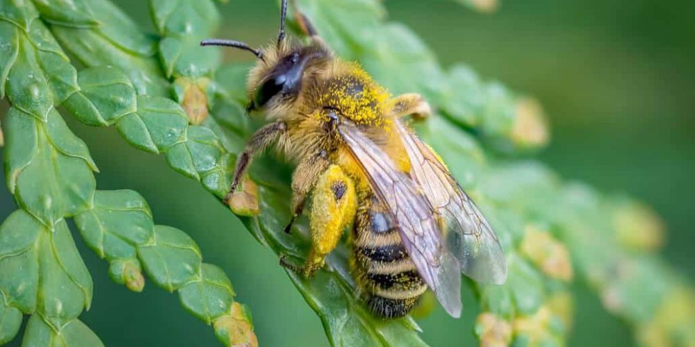 Ireland - Under 18 Bees and Biodiversity Conservation2