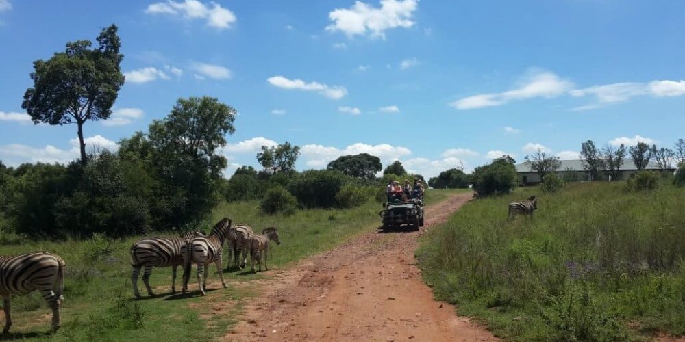 South Africa - Big 5 Wildlife Course9