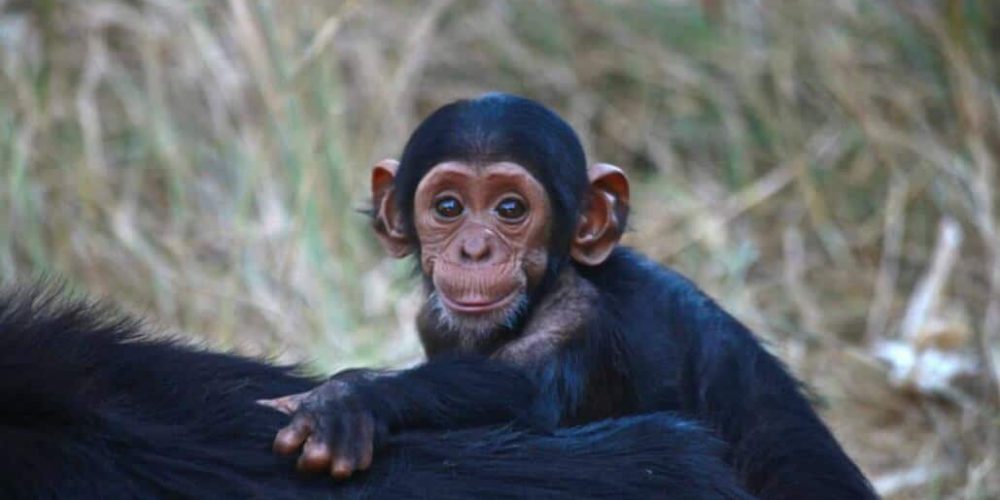 Zambia - Chimpanzee Wildlife and Orphan Care9