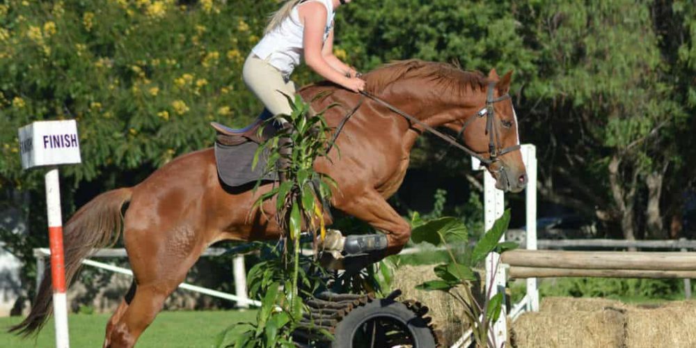 Zimbabwe - Horse Management and Lion Rehabilitation10