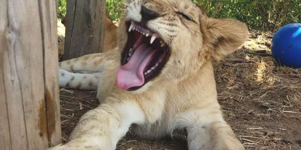 Zimbabwe - Horse Management and Lion Rehabilitation3