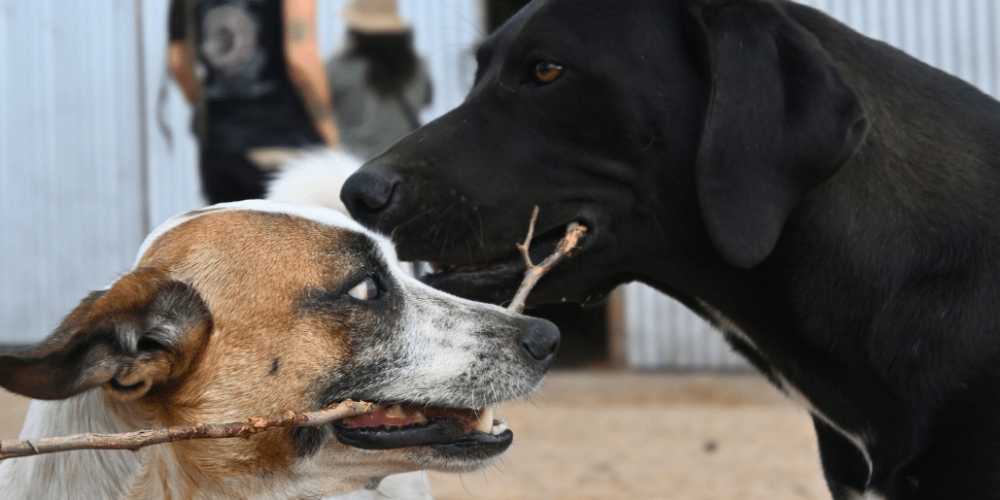 argentina-horse-volunteer-and-animal-sanctuary13