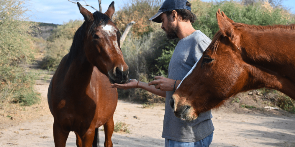 argentina-horse-volunteer-and-animal-sanctuary15