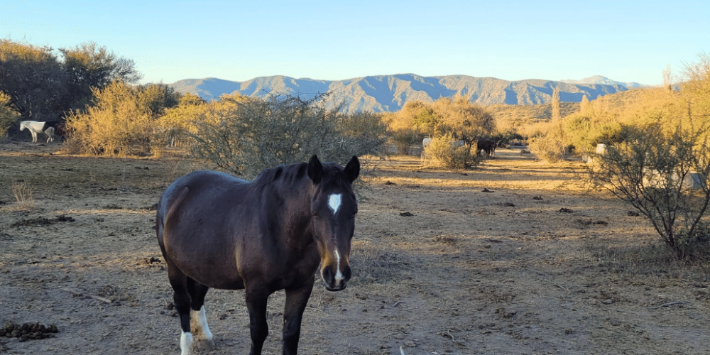 argentina-horse-volunteer-and-animal-sanctuary2