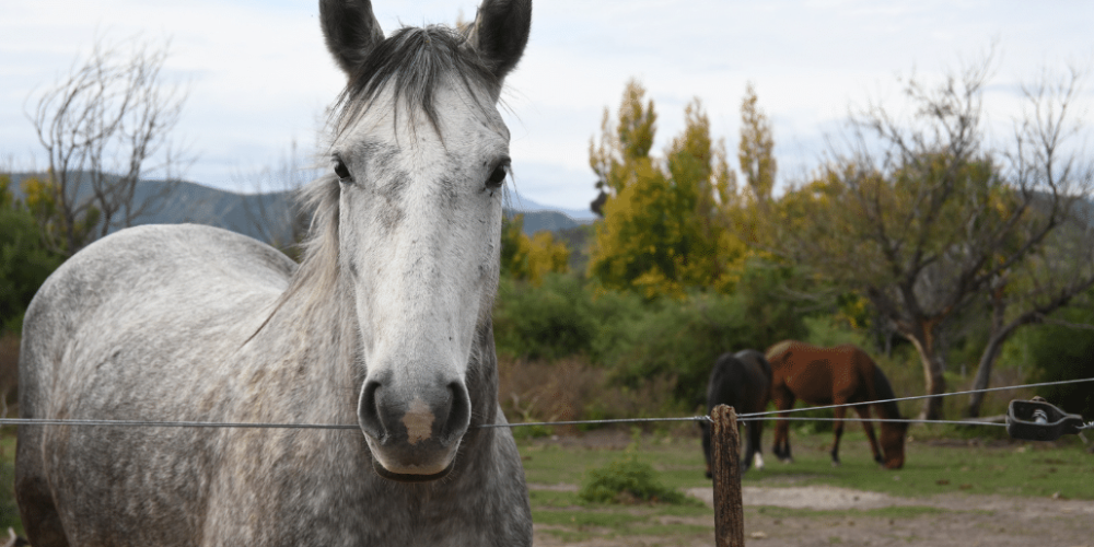 argentina-horse-volunteer-and-animal-sanctuary21