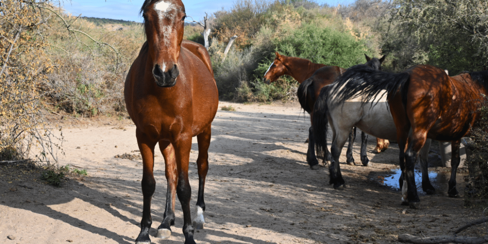 argentina-horse-volunteer-and-animal-sanctuary24