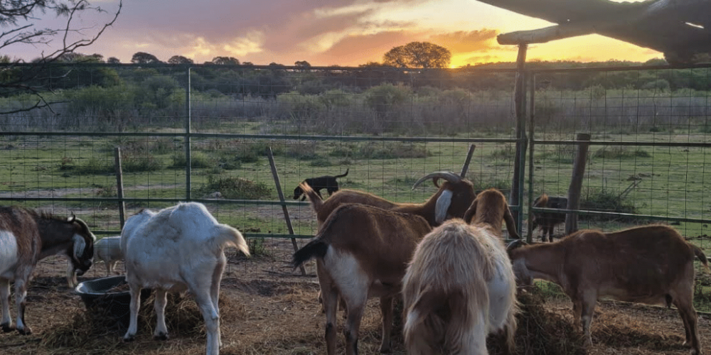 argentina-horse-volunteer-and-animal-sanctuary27