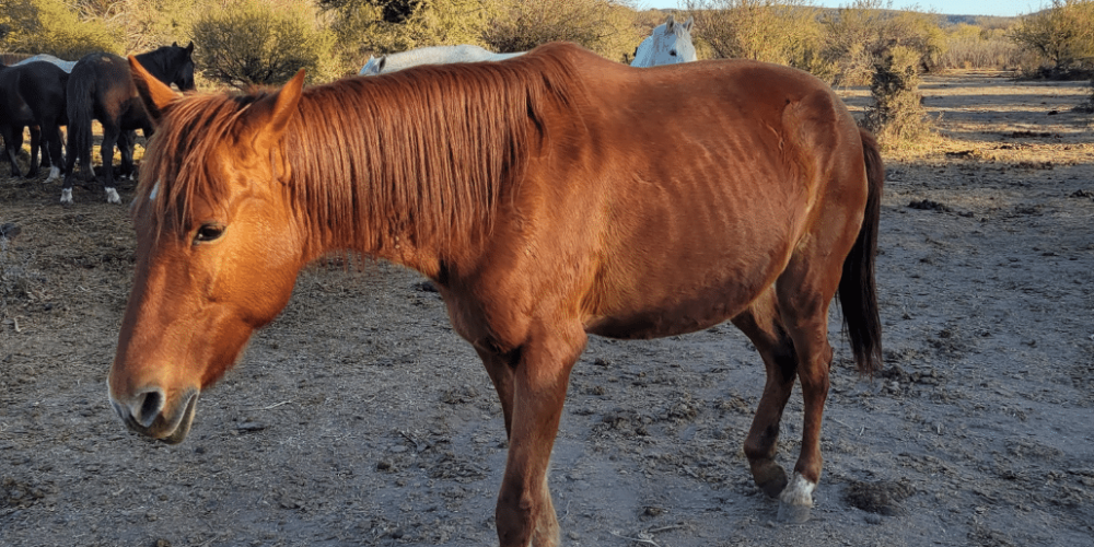 argentina-horse-volunteer-and-animal-sanctuary3