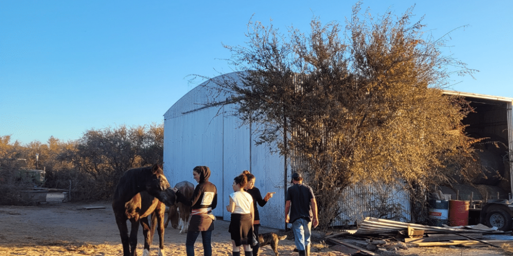 argentina-horse-volunteer-and-animal-sanctuary30