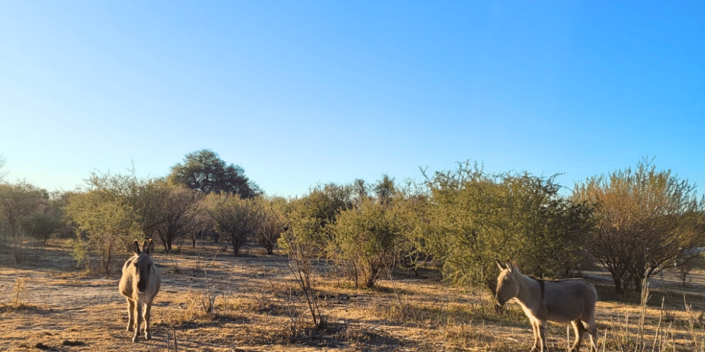 argentina-horse-volunteer-and-animal-sanctuary31