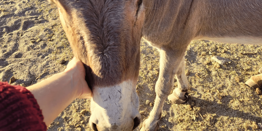 argentina-horse-volunteer-and-animal-sanctuary34