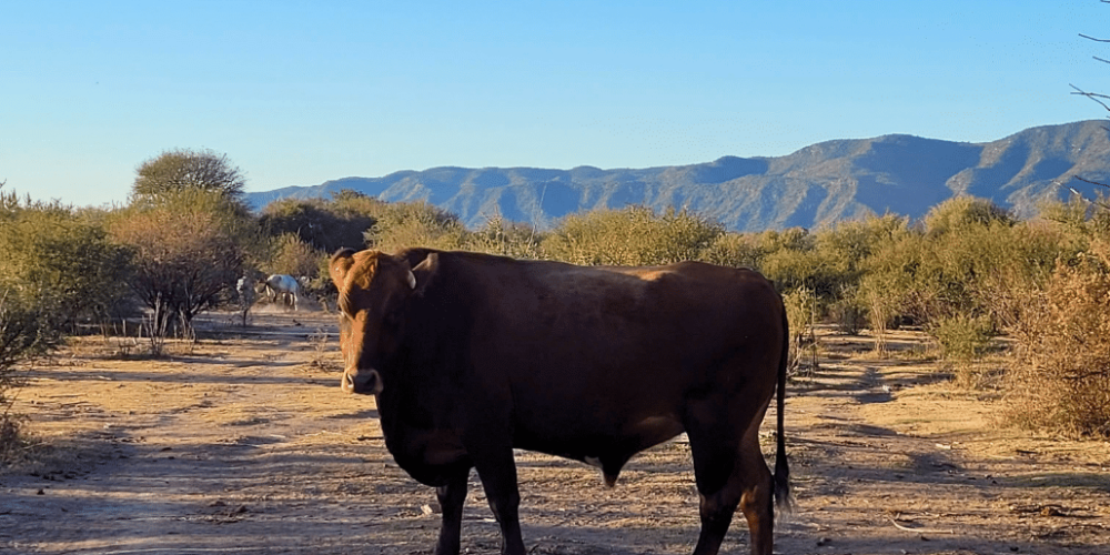 argentina-horse-volunteer-and-animal-sanctuary36