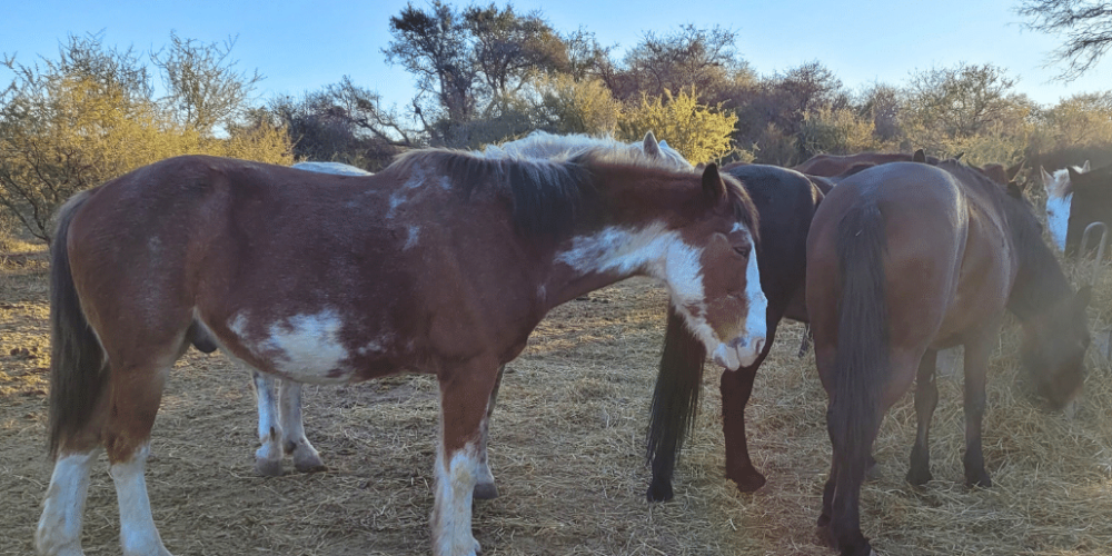 argentina-horse-volunteer-and-animal-sanctuary4