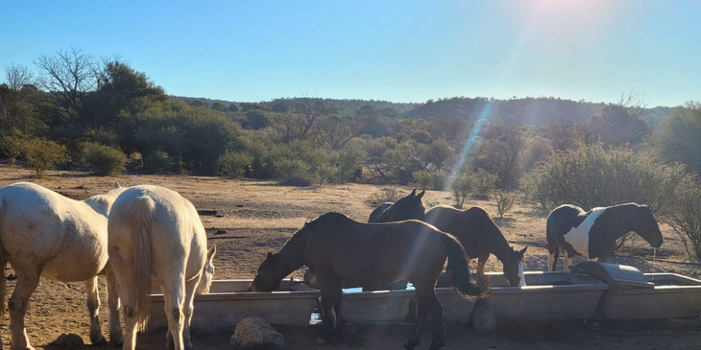 argentina-horse-volunteer-and-animal-sanctuary7