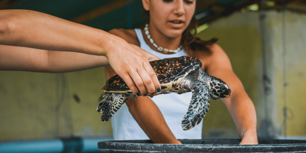 bali-sea-turtle-conservation-program-for-teenagers3