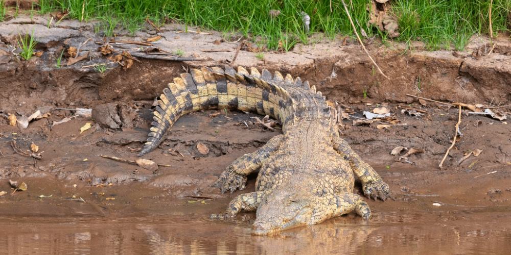 botswana-safari-volunteer-program16