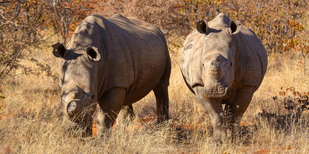 botswana-safari-volunteer-program20