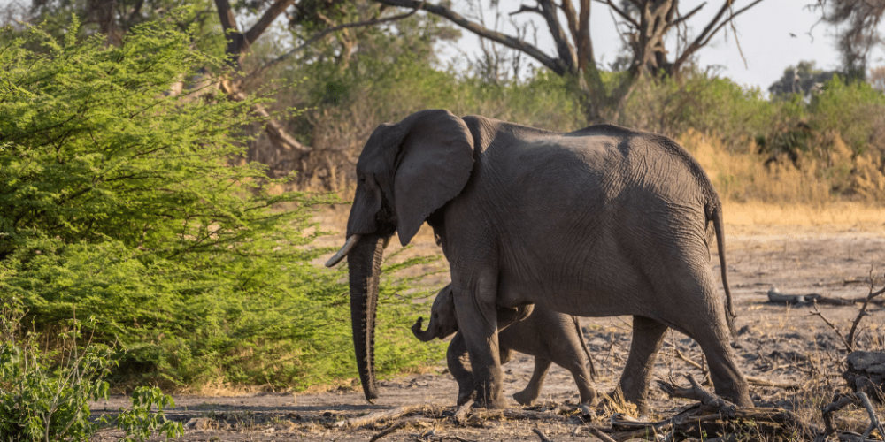 botswana-safari-volunteer-program25