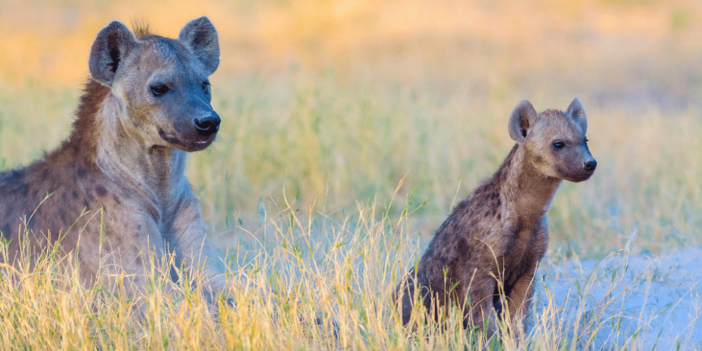 botswana-safari-volunteer-program34