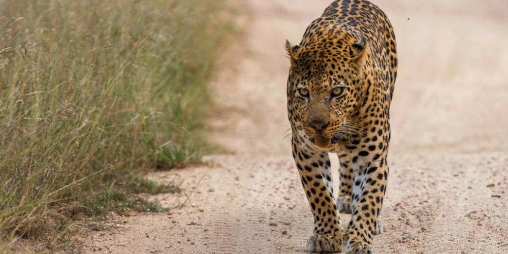 botswana-safari-volunteer-program35