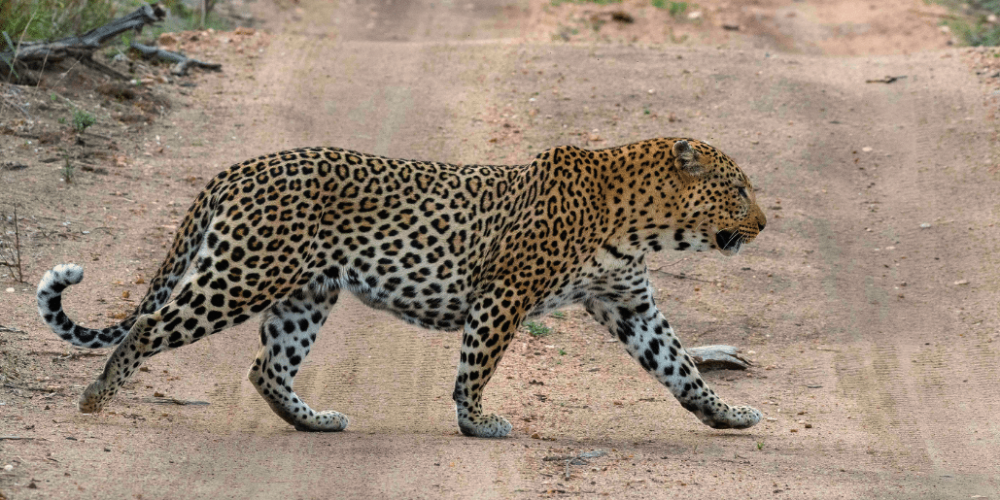 botswana-safari-volunteer-program37