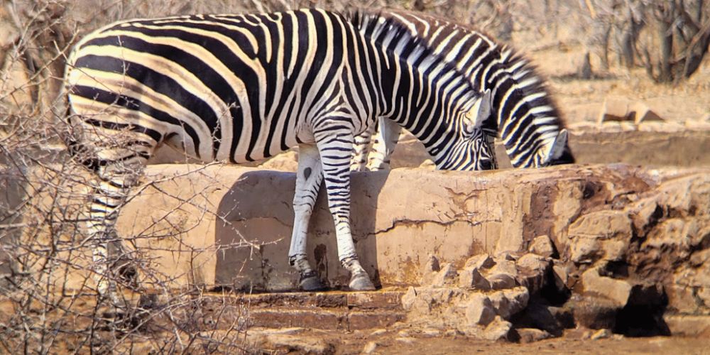 botswana-safari-volunteer-program47